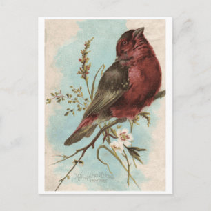 Vintage-Vogel-Druck Postkarte