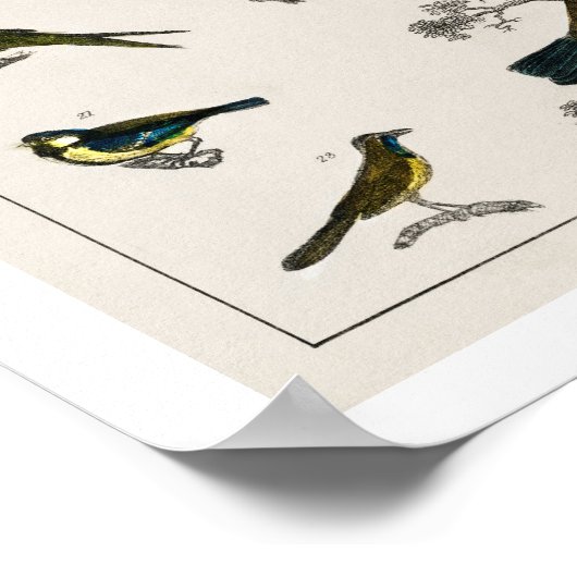 VINTAGE VÖGEL-EINFLUSSUNG POSTER 1820 (Ecke)