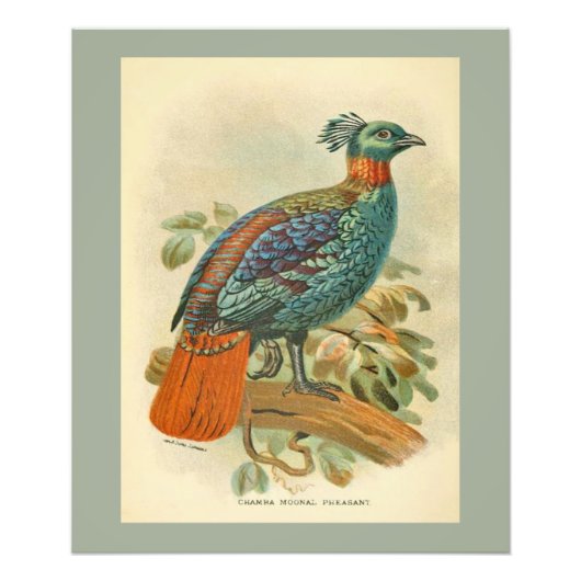 Vintage Vögel farbenfrohe Fasanillustration Fotodruck (Vorne)