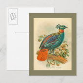 Vintage Vögel farbenfrohe Fasanillustration Postkarte (Vorne/Hinten)