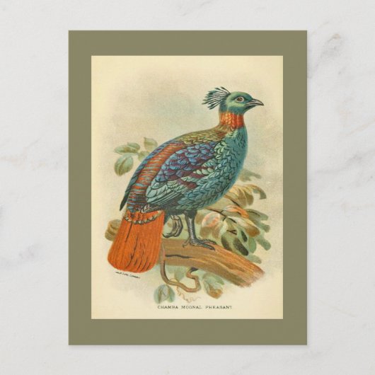 Vintage Vögel farbenfrohe Fasanillustration Postkarte (Vorderseite)