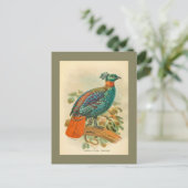 Vintage Vögel farbenfrohe Fasanillustration Postkarte (Stehend Vorderseite)
