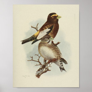 Vintage-Vogel-Gelb-Braun-Druck Poster