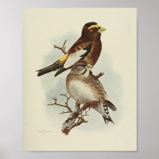 Vintage-Vogel-Gelb-Braun-Druck Poster (Vorne)