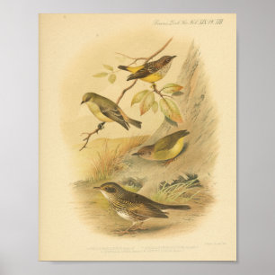 Vintage-Vogel-Gelb-Braun-Druck Poster