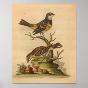 Vintage-Vogel-Gelb gesprenkelter Druck Poster