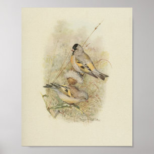 Vintage-Vogel-Gelb-Schwarz-Braun-Druck Poster