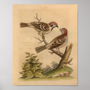 Vintage-Vogel gesprenkelter brauner Druck Poster