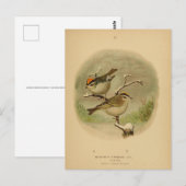 Vintage Vögel Golden Crownlet Vogelwelt Postkarte (Vorne/Hinten)