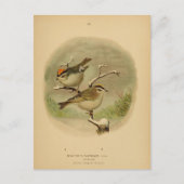 Vintage Vögel Golden Crownlet Vogelwelt Postkarte (Vorderseite)