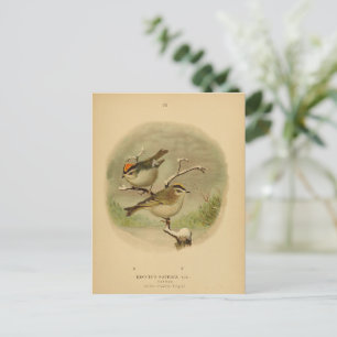 Vintage Vögel Goldhähnchen Vogelwelt Postkarte