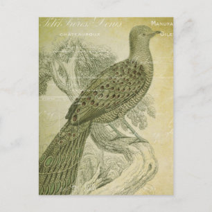 Vintage-Vogel-grüne-Federn-Pfauen-Collage Postkarte