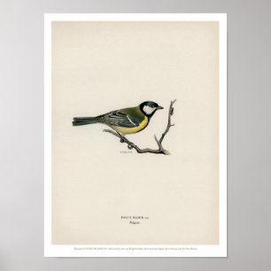Vintage Vogel-Illustration - der große Tit Poster