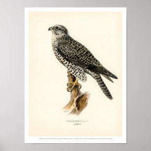 Vintage Vogel-Illustration - Gyr Falke-Plakat Poster