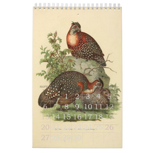 Vintage Vogel-Illustrations-Sammlung Kalender (Sep 2026)