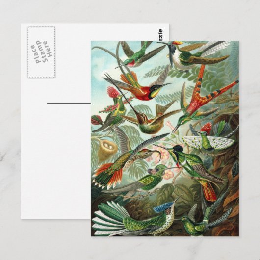 Vintage Vögel Postkarte (Vorne/Hinten)