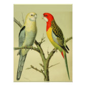 Vintage Vögel - ROSELLA PARAKEETS Poster (Vorderseite)