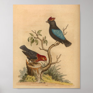 Vintage-Vogel Rot-Blau-Druck Poster