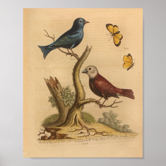 Vintage-Vogel-Rot-Blau-Schmetterlingsdruck Poster (Vorne)