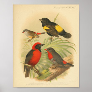 Vintage-Vogel Rot Gelb Schwarz Druck Poster
