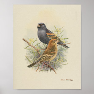 Vintage Vogel Schwarz Braun Druck Poster