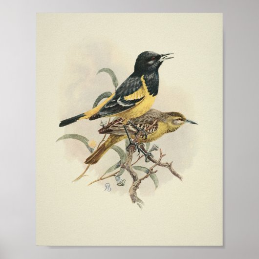 Vintage-Vogel Schwarz-Gelb-Druck Poster (Vorne)