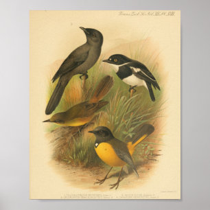 Vintage-Vogel Schwarz-Weiß-Gelb-Druck Poster