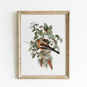 Vintage-Vogel- und Pilz-Botanik Poster