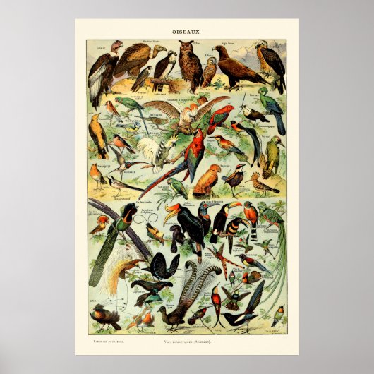Vintage Vögel von Adolphe Millot Poster (Vorne)