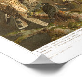 Vintage Vögel von Prey Print Poster (Ecke)