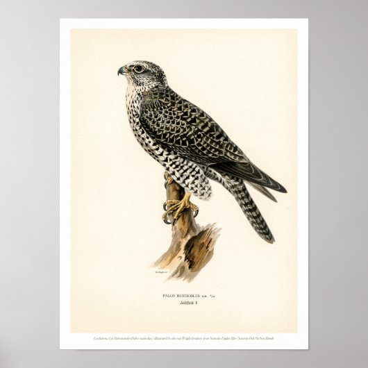 Vintage Vogelabbildungen - Gyr Falcon Poster (Vorne)