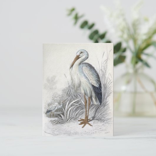 Vintage Vogelanzeige für Weißstorch Postkarte (Stehend Vorderseite)