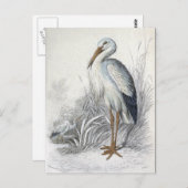 Vintage Vogelanzeige für Weißstorch Postkarte (Vorne/Hinten)