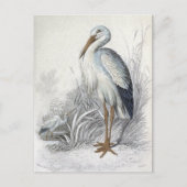 Vintage Vogelanzeige für Weißstorch Postkarte (Vorderseite)