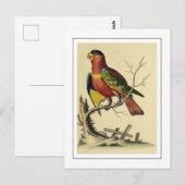 Vintage Vogelart Postkarte (Vorne/Hinten)