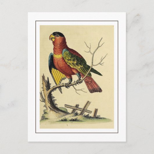 Vintage Vogelart Postkarte (Vorderseite)