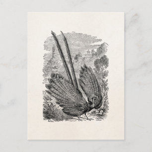 Vintage Vogelarten Personalisierter Pheasant Game Postkarte