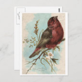 Vintage Vogelausgabe Postkarte (Vorne/Hinten)