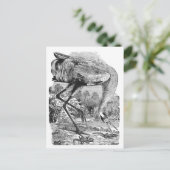 Vintage Vogeldarstellung | BW | Kranich Postkarte (Stehend Vorderseite)