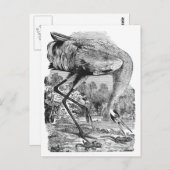 Vintage Vogeldarstellung | BW | Kranich Postkarte (Vorne/Hinten)