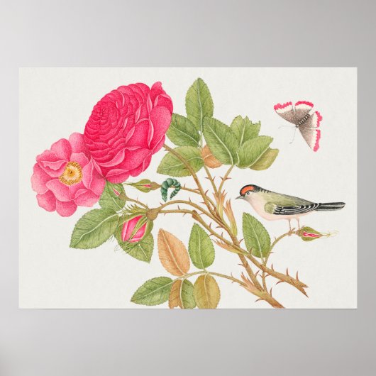 Vintage Vogeldarstellung Poster (Vorne)