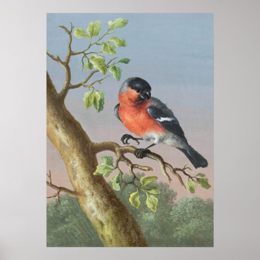 Vintage Vogeldarstellung Poster (Vorne)