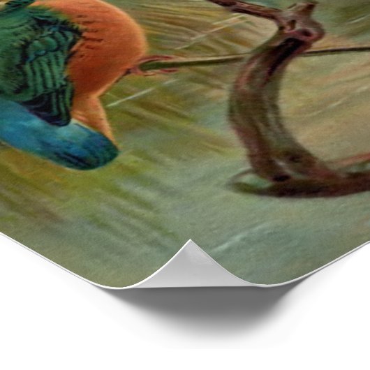 Vintage Vogeldarstellung Poster (Ecke)