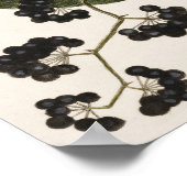 Vintage Vogeldarstellung Poster (Ecke)