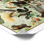 Vintage Vogeldarstellung Poster (Ecke)