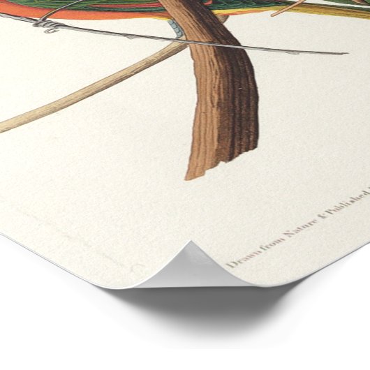 Vintage Vogeldarstellung Poster (Ecke)