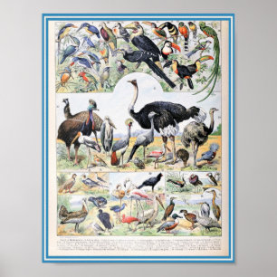 Vintage Vogeldarstellung Poster