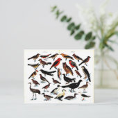 Vintage Vogeldarstellung Postkarte (Stehend Vorderseite)