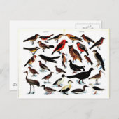 Vintage Vogeldarstellung Postkarte (Vorne/Hinten)