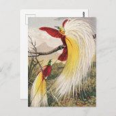 Vintage Vogeldarstellung Postkarte (Vorne/Hinten)